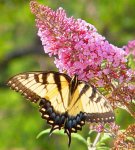 butterfly-bush.jpg