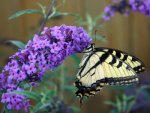butterfly-bush-l.jpg