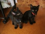cute black kittens.jpg