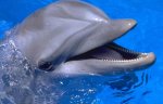 smiling dolphin.jpg