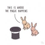 rabbit magic.jpg