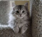 cute gray kitten.jpg