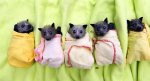 baby-bats.jpg