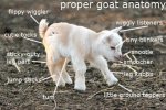 goat anatomy.jpg