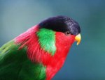 Tropical-Bird.jpg