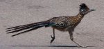11-4-11-DJ-roadrunner31.jpg