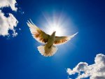 dove_bird_from_sky-normal.jpg