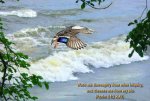 Inspirational_WALPAPERS._BIBLE_VERSES_Fowls-32.jpg