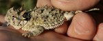 800px-Federal_horned_toad_pic_crop.jpg