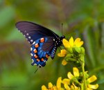 ButterflyFlowerRB.jpg