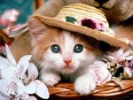 bonnet hat kitten.jpg