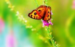 Butterfly-HD-Wallpaper.jpg