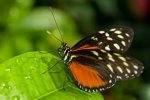 butterfly-image-from-shutterstock-2-537x357.jpg