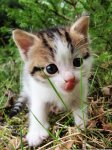 kitten in grass.jpg