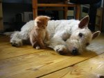 orange tabby and puppy.jpg