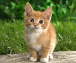 orange tabby kitten.jpg