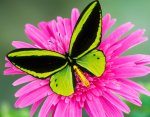 butterfly-pictures-1.jpg