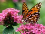 butterfly-pink-flower-butterflies-animals_289332.jpg