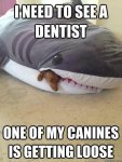 Shark Canines.jpg