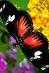 colorful-butterfly-wallpaper-592383-1-s-307x512.jpg