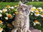 daisies kitten.jpg