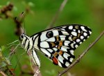 Common_Lime_Butterfly_Papilio_demoleus_by_Kadavoor.jpg
