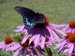 coneflower_butterfly2.jpg