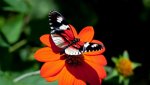 fantastic-butterfly-hd-wallpapers-cool-desktop-photos-full.jpg