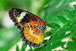 ff_butterfly.jpg