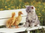 ducklings and kitten.jpg