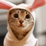 Easter bunny cat.jpg