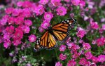 flowers macro butterflies 1920x1200 wallpaper_www.wallpaperto.com_97.jpg
