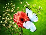 flower-wallpapers-beautiful-butterflies-and-flowers-wallpaper-31519.jpg