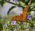 gulf_fritillary_butterfly_2.jpg