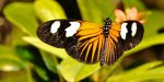 h-butterflies_dynamic_lead_slide.jpg