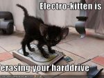 electro kitten.jpg