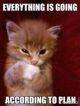 evil plan cat.jpg