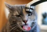 faucet cat.jpg