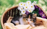 flower basket kitten.jpg