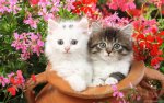 flower cats.jpg