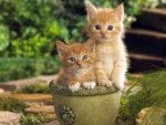 flower pot cats.jpg