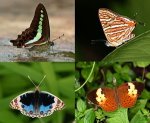 IndianButterflies2.jpg