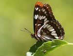 lorquins-admiral-butterfly4.jpg