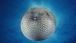 spotted puffer fish.jpg