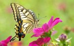 macro-butterfly-butterfly-beautiful-beauty-colorful-yellow-flower-pink.jpg