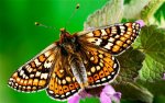 marsh-fritillary_1894217c.jpg