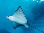 stingray close-up.jpg