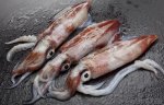three squids.jpg