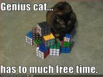 genius cat.jpg