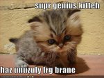 genius kitty.jpg